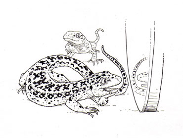 S.W.I.T.C.H 7: Lizard Loopy